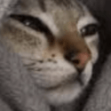 Page 2 - Roblox Cat Image IDs | Roblox Den